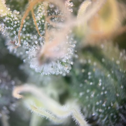 Big Bud by KilliczGe growlog timeline photo