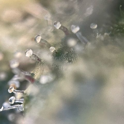 Big Bud by KilliczGe growlog timeline photo