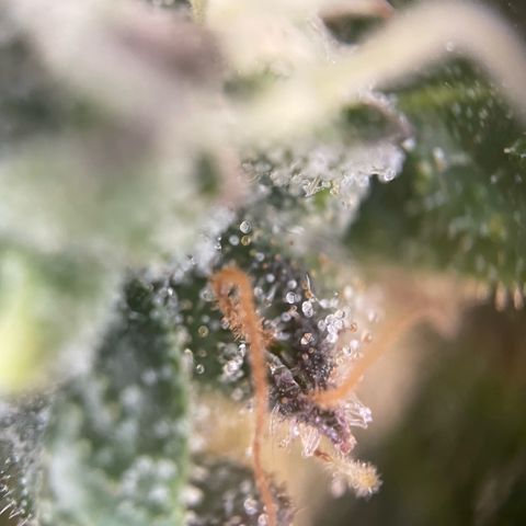 Big Bud by KilliczGe growlog timeline photo
