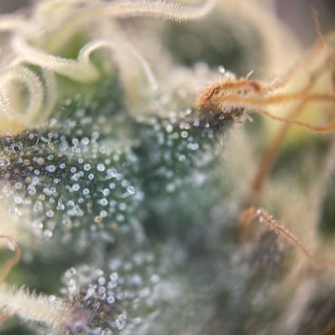 Big Bud by KilliczGe growlog timeline photo
