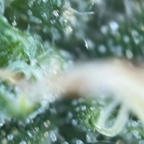 Big Bud by KilliczGe growlog timeline photo