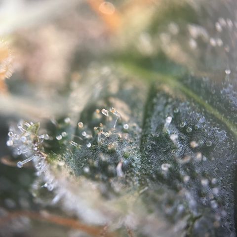 Big Bud by KilliczGe growlog timeline photo