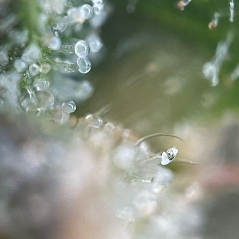 Big Bud by KilliczGe growlog timeline photo