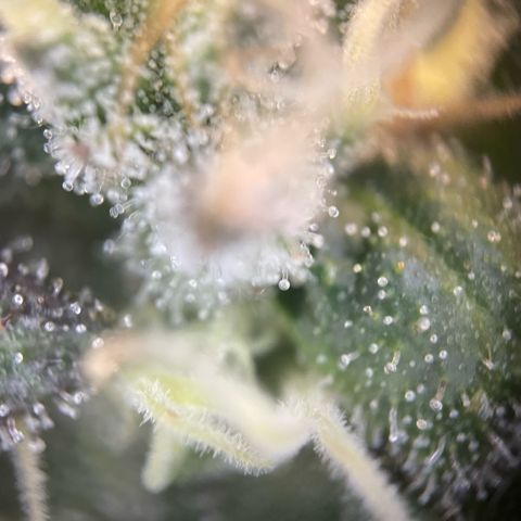 Big Bud by KilliczGe growlog timeline photo