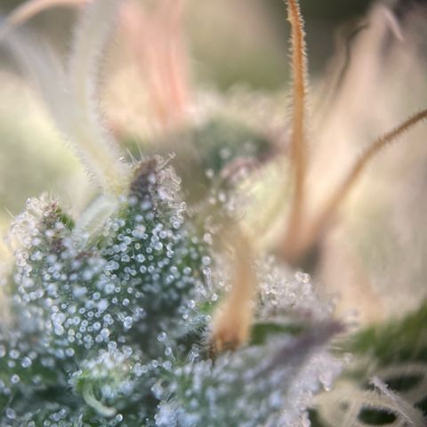 Big Bud by KilliczGe growlog timeline photo