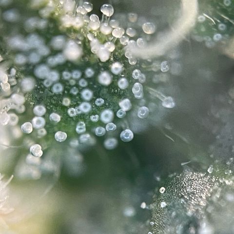 Big Bud by KilliczGe growlog timeline photo