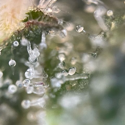 Big Bud by KilliczGe growlog timeline photo