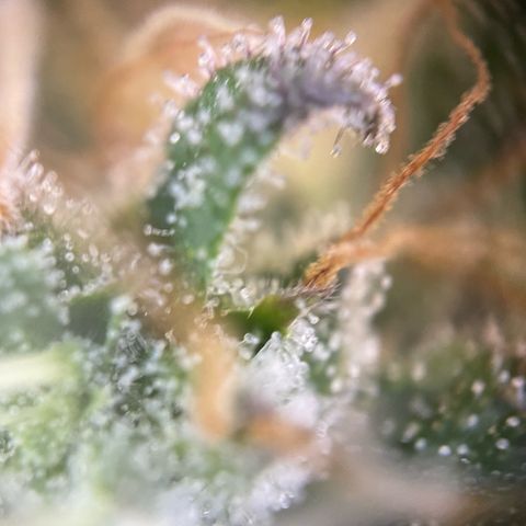 Big Bud by KilliczGe growlog timeline photo