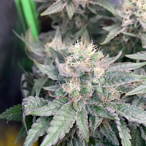 Big Bud by KilliczGe growlog timeline photo