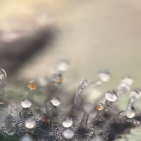 Big Bud by KilliczGe growlog timeline photo