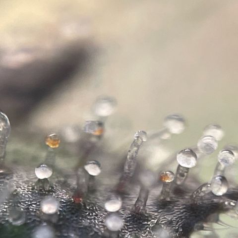 Big Bud by KilliczGe growlog timeline photo