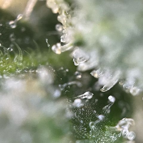 Big Bud by KilliczGe growlog timeline photo