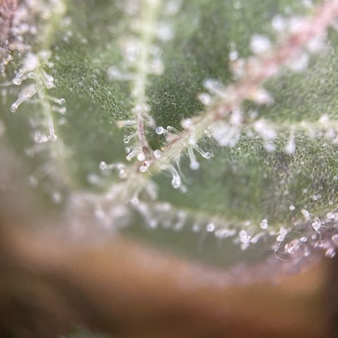 Big Bud by KilliczGe growlog timeline photo