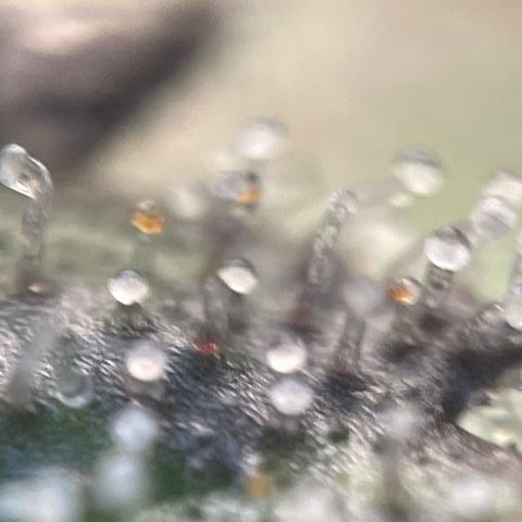 Big Bud by KilliczGe growlog timeline photo