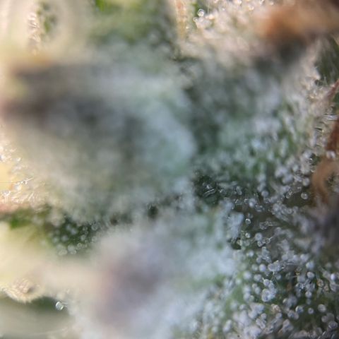 Big Bud by KilliczGe growlog timeline photo