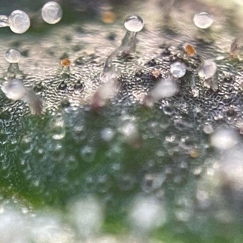 Big Bud by KilliczGe growlog timeline photo