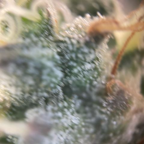 Big Bud by KilliczGe growlog timeline photo