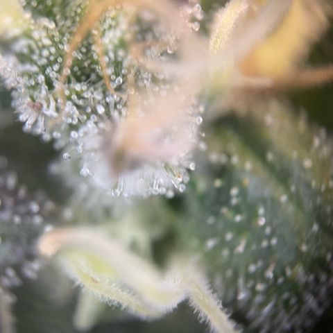 Big Bud by KilliczGe growlog timeline photo