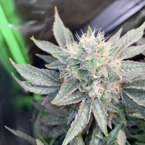 Big Bud by KilliczGe growlog timeline photo