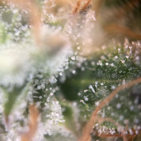 Big Bud by KilliczGe growlog timeline photo