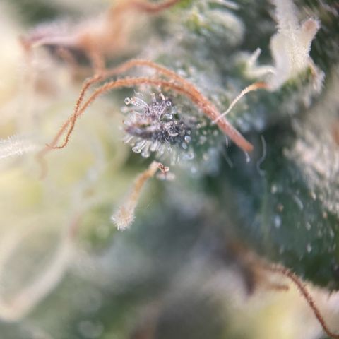 Big Bud by KilliczGe growlog timeline photo