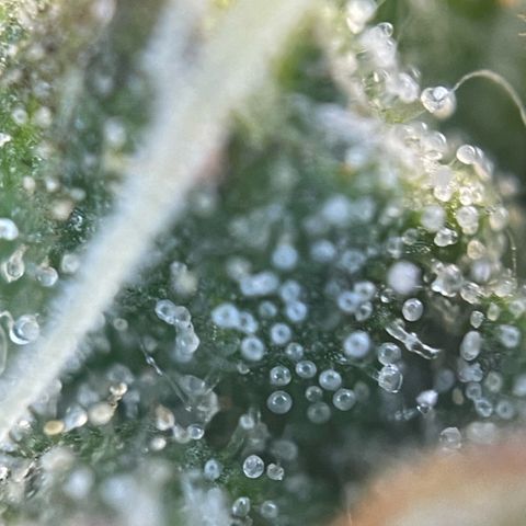 Big Bud by KilliczGe growlog timeline photo