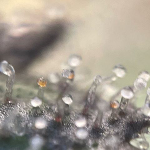 Big Bud by KilliczGe growlog timeline photo