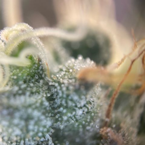 Big Bud by KilliczGe growlog timeline photo