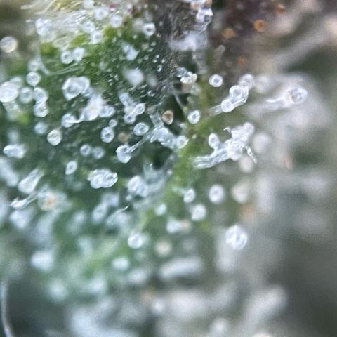 Big Bud by KilliczGe growlog timeline photo
