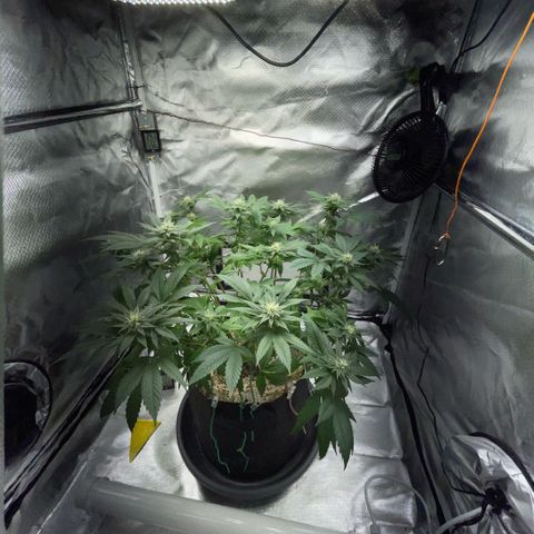 Big Bud 1 Klon 1 by KilliczGe growlog timeline photo