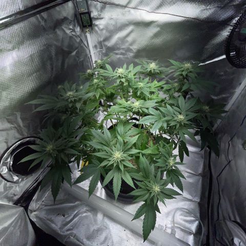 Big Bud 1 Klon 1 by KilliczGe growlog timeline photo