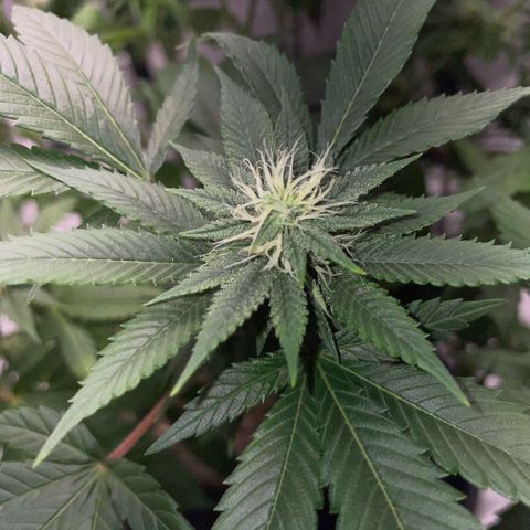 Big Bud 1 Klon 1 by KilliczGe growlog timeline photo