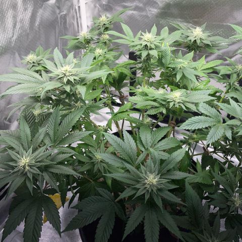 Big Bud 1 Klon 1 by KilliczGe growlog timeline photo