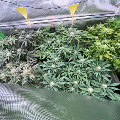 Dante’s Inferno - Mile High Dave by KilliczGe growlog timeline photo