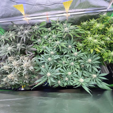 Dante’s Inferno - Mile High Dave by KilliczGe growlog timeline photo