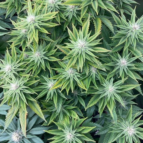 Tangerine Dream Clon #1 by KilliczGe growlog timeline photo
