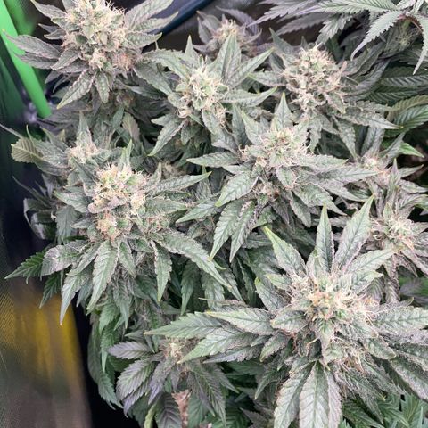 Big Bud by KilliczGe growlog timeline photo