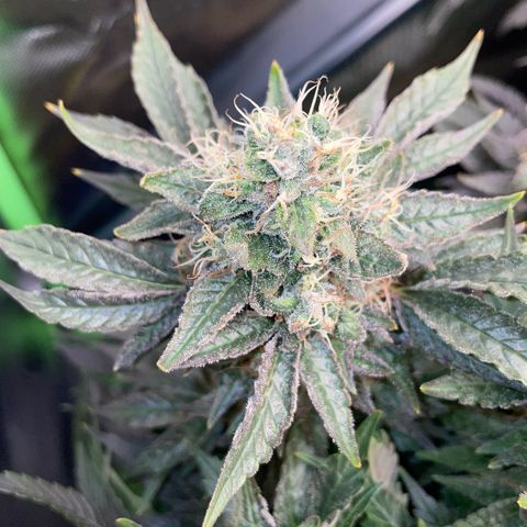 Big Bud by KilliczGe growlog timeline photo