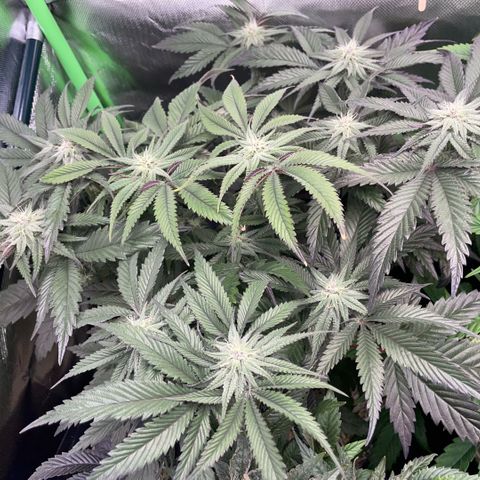 Dante’s Inferno - Mile High Dave by KilliczGe growlog timeline photo