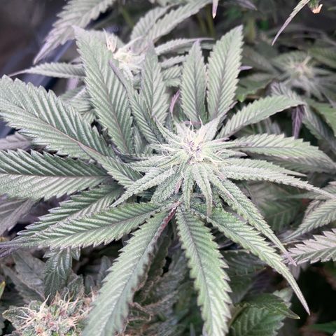 Dante’s Inferno - Mile High Dave by KilliczGe growlog timeline photo