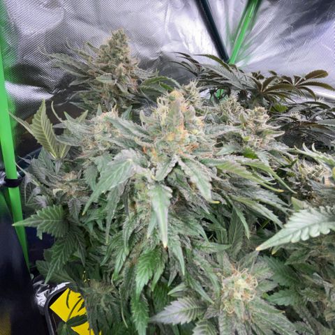 Big Bud by KilliczGe growlog timeline photo