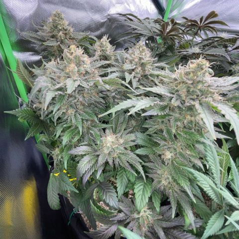 Big Bud by KilliczGe growlog timeline photo
