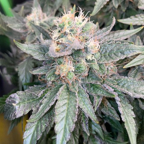 Big Bud by KilliczGe growlog timeline photo