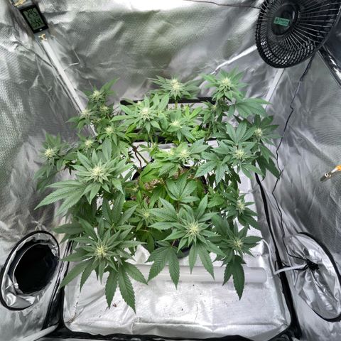 Big Bud 1 Klon 1 by KilliczGe growlog timeline photo