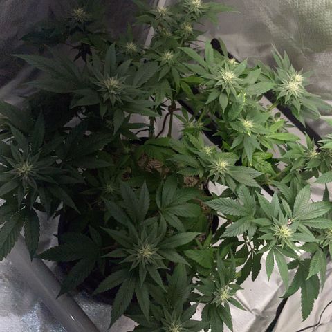 Big Bud 1 Klon 1 by KilliczGe growlog timeline photo