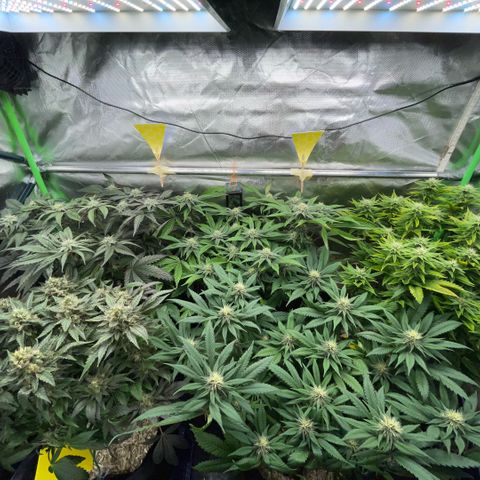 Dante’s Inferno - Mile High Dave by KilliczGe growlog timeline photo