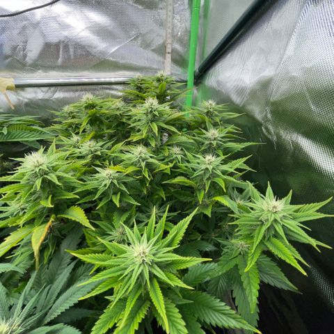 Tangerine Dream Clon #1 by KilliczGe growlog timeline photo