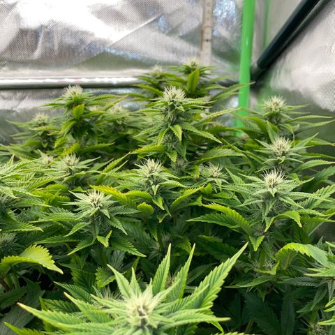Tangerine Dream Clon #1 by KilliczGe growlog timeline photo