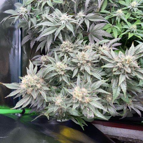 Big Bud by KilliczGe growlog timeline photo