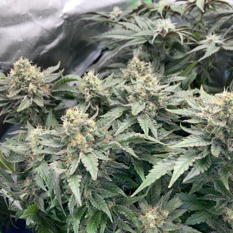 Big Bud by KilliczGe growlog timeline photo